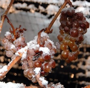 wwIce_wine_grapes