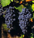 WWcabernet_sauvignon_grapes