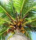 coconutpalm-tree
