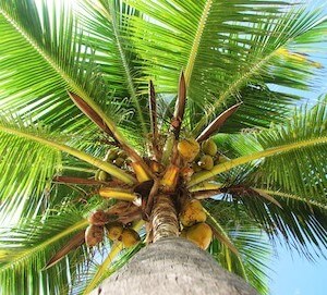 coconutpalm-tree