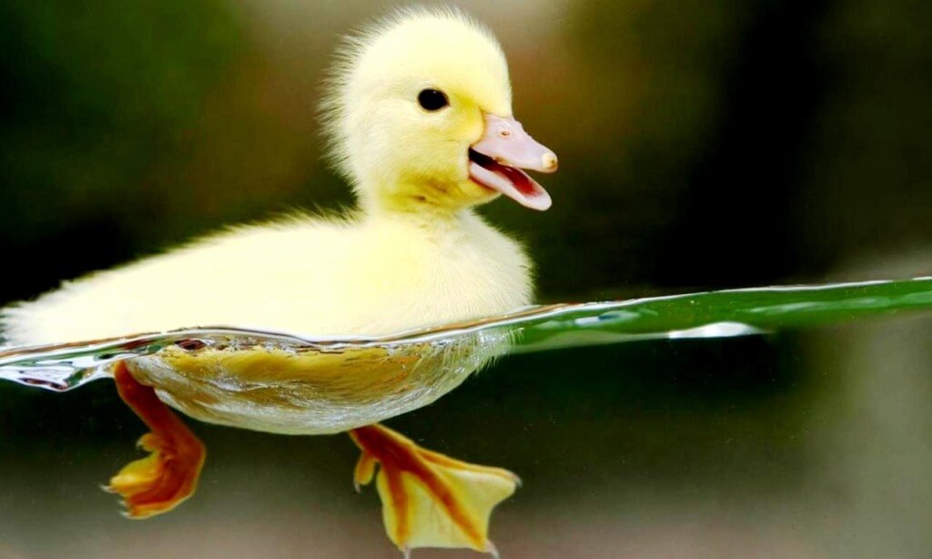Cute-Animal-Wallpapers-for-Desktop-Baby-Ducks-Swimming-1024x614